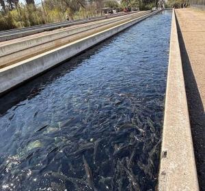 Fish Pond 500 fish