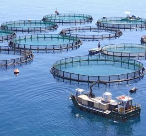 Fish cages (10m)
